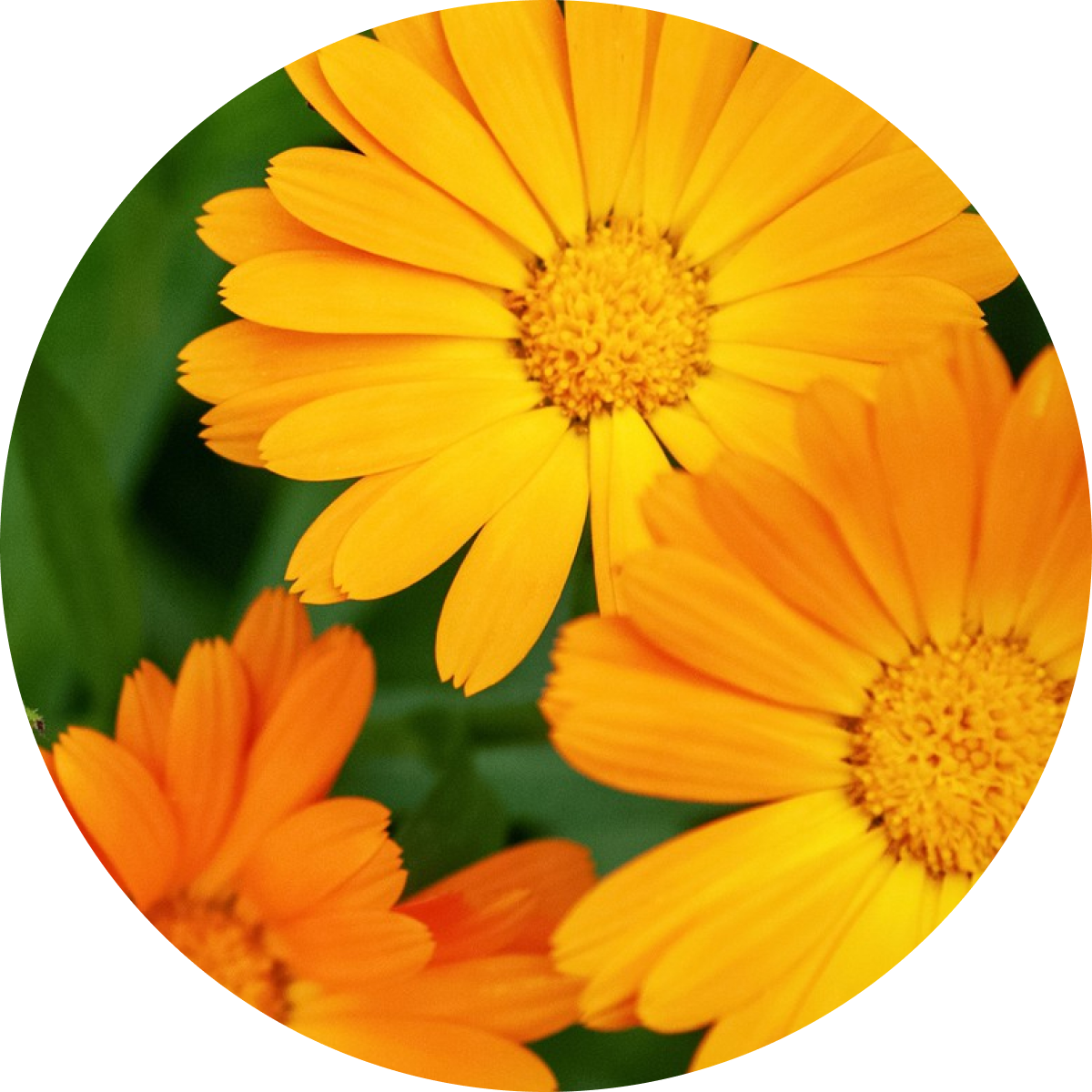 Calendula Officinalis Flower Extract / Екстракт от невен